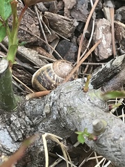 Cornu aspersum