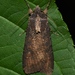 Variegated Cutworm Moth - Photo no rights reserved, uploaded by Chrissy McClarren and Andy Reago