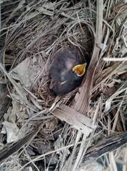 Cossypha niveicapilla