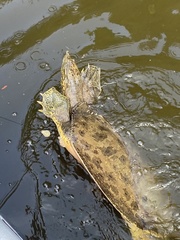 Apalone spinifera aspera