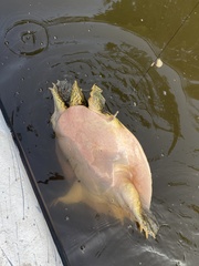 Apalone spinifera aspera