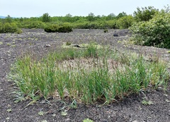 Leymus ajanensis