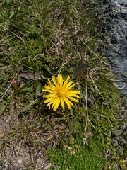 Taraxacum alpinum