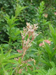 Filipendula rubra