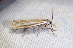 Crambus laqueatellus