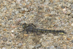 Phanogomphus borealis