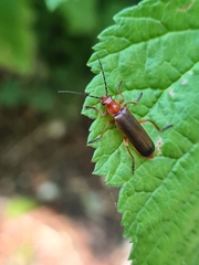 Ancistronycha erichsonii