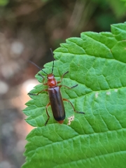 Ancistronycha erichsonii