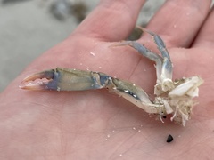Callinectes similis