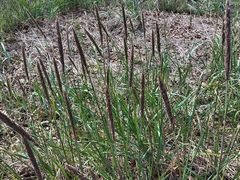 Leymus ajanensis