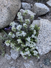 Leptosiphon nuttallii pubescens