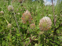 Trifolium diffusum