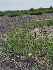 Leymus ajanensis