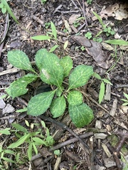 Pachysandra procumbens