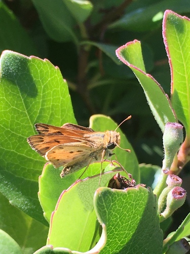 photo of Fiery Skipper (Hylephila phyleus)