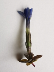 Gentiana brachyphylla brachyphylla