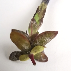 Gentiana brachyphylla brachyphylla