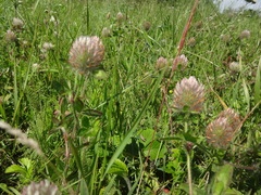 Trifolium diffusum