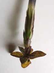 Gentiana brachyphylla brachyphylla