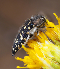 Acmaeodera bacchariphaga