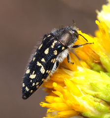 Acmaeodera bacchariphaga