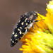 Acmaeodera bacchariphaga - Photo (c) Brian Wright, some rights reserved (CC BY-NC), uploaded by Brian Wright
