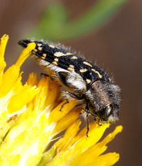 Acmaeodera bacchariphaga