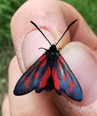 Zygaena viciae charon