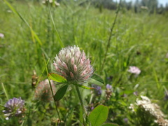 Trifolium diffusum