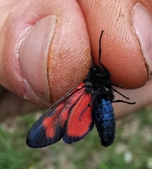 Zygaena viciae charon