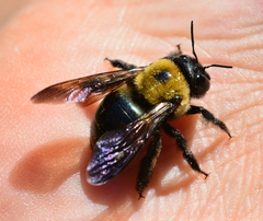 Xylocopa virginica texana