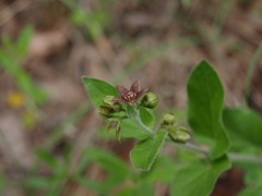 Matelea cynanchoides