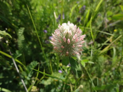Trifolium diffusum