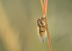 Cicadetta mediterranea