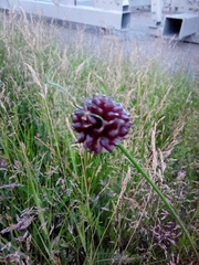 Allium vineale