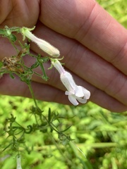 Penstemon canescens