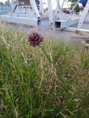 Allium vineale