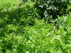 Filipendula rubra