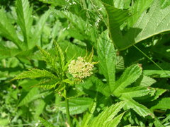 Filipendula rubra
