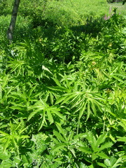 Filipendula rubra