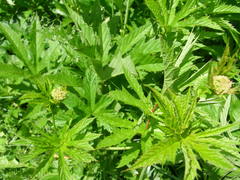 Filipendula rubra
