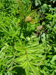 Filipendula rubra