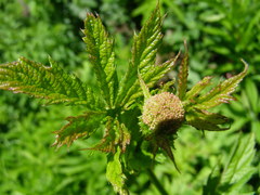 Filipendula rubra