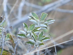 Brachyglottis monroi
