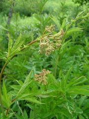 Filipendula rubra
