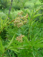 Filipendula rubra
