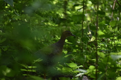 Crypturellus cinnamomeus