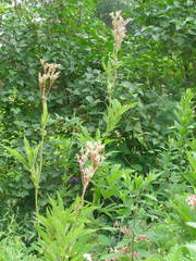 Filipendula rubra