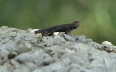 Sceloporus edbelli