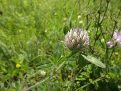 Trifolium diffusum